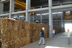 Corn Stover bales at DP CleanTech power plant. Baling is only necessary if the fuel needs to be transported over long distances and stored or stored for several months. The bales are broken up before entering the boiler.