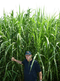Giant King Grass at six months
