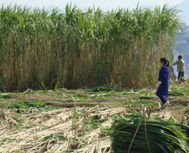 Manual harvesting of Giant King Grass in China